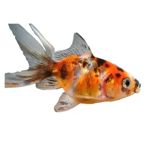 Calico Fantail Fish 5cm