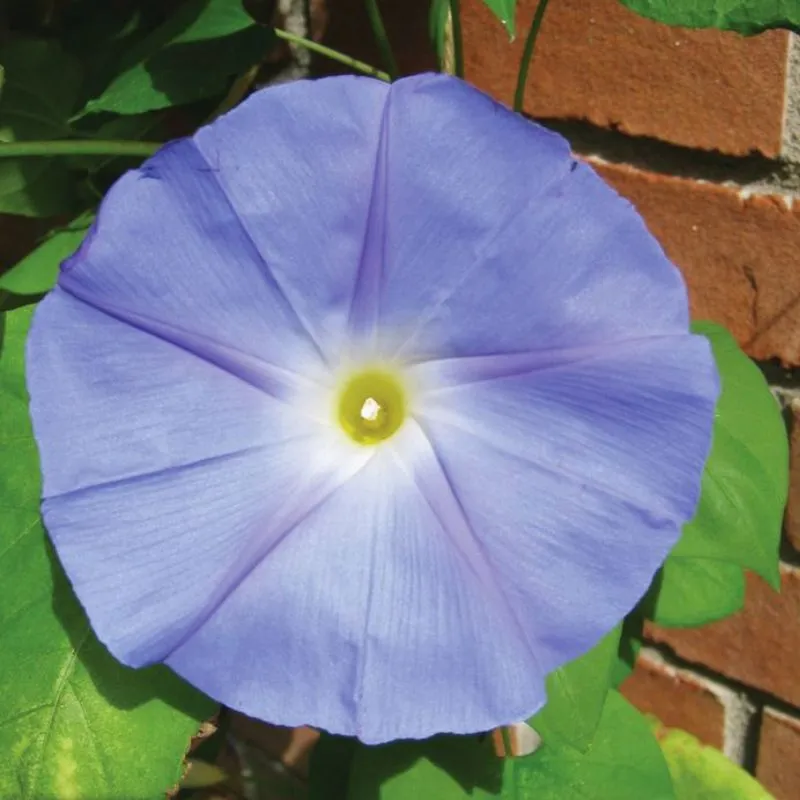 Ipomoea Heavenly Blue Seed