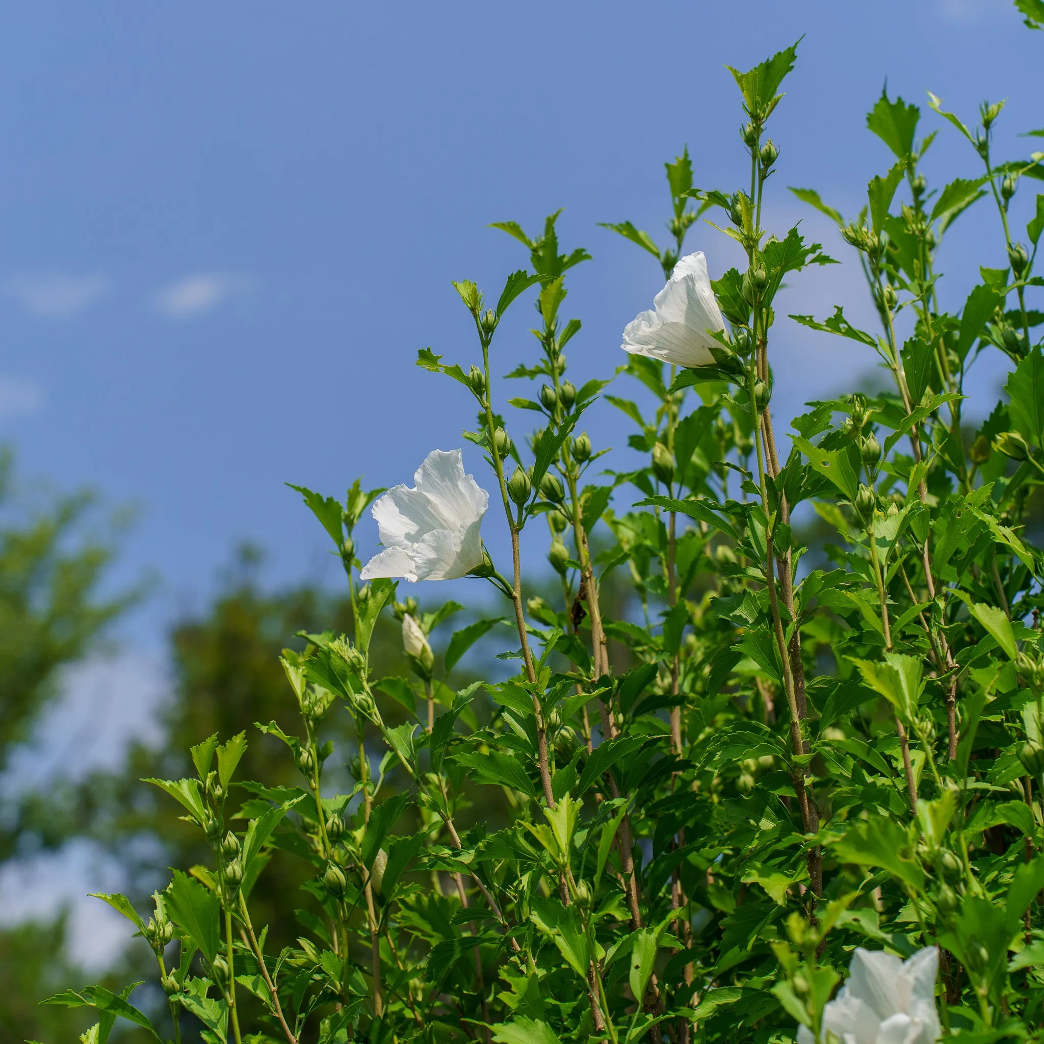 White Pillar Rose of Sharon