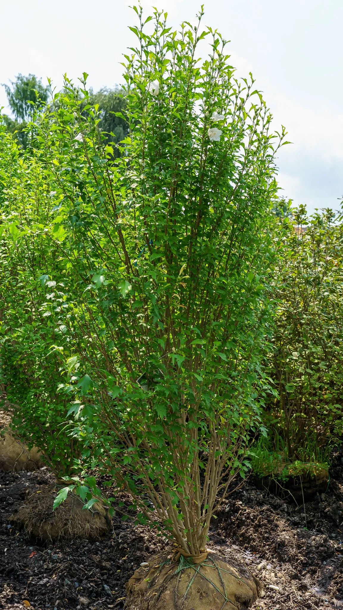 White Pillar Rose of Sharon