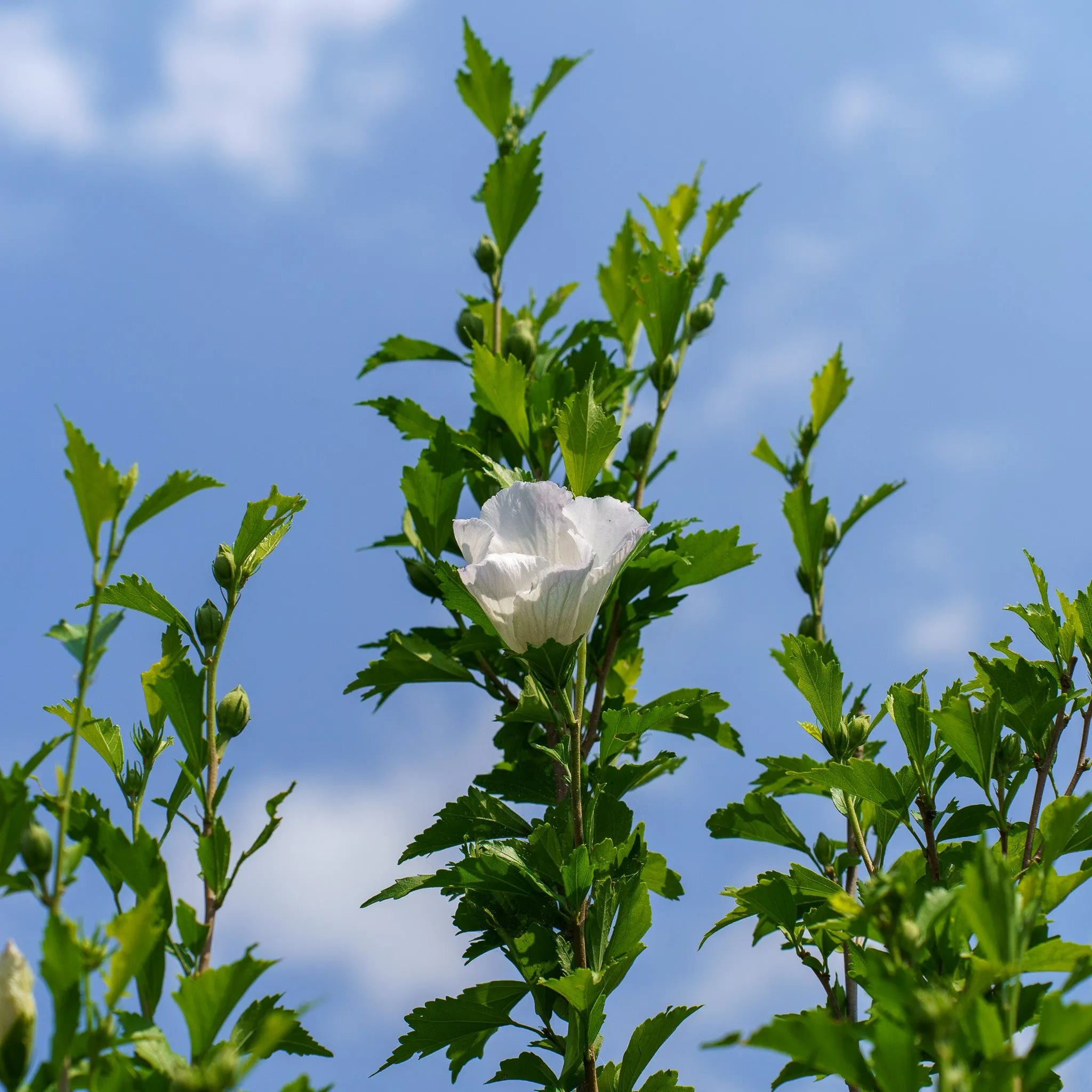 White Pillar Rose of Sharon