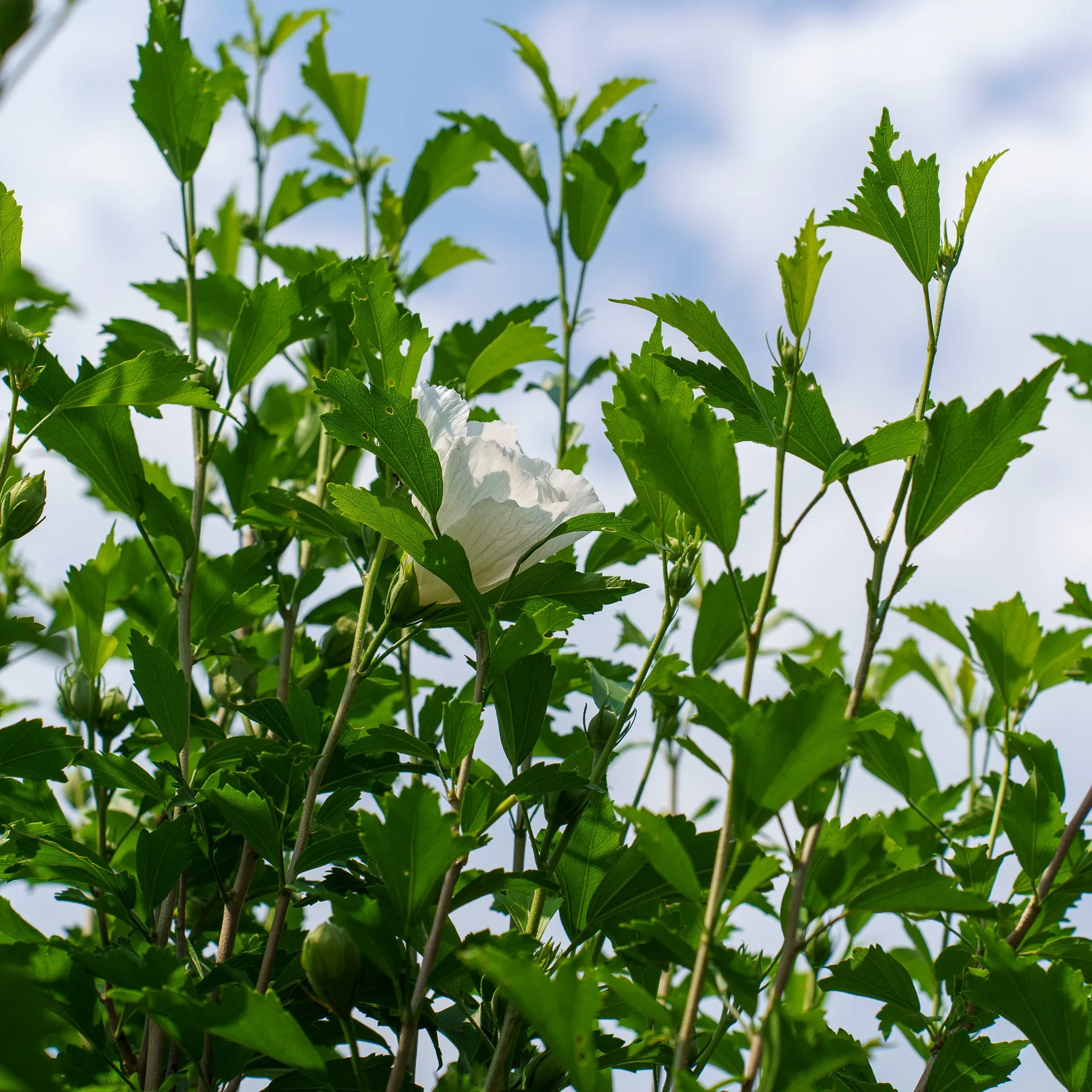 White Pillar Rose of Sharon